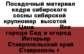 Посадочный материал кедра сибирского (сосны сибирской) крупномер, высотой 3-3.5  › Цена ­ 19 800 - Все города Сад и огород » Интерьер   . Ставропольский край,Ставрополь г.